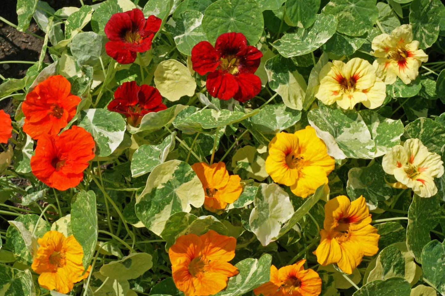Nasturtium Seeds - Alaska Mix Edible Flowers & Leaves - Tropaeolum majus Non-GMO Heirloom Seeds for Gardens