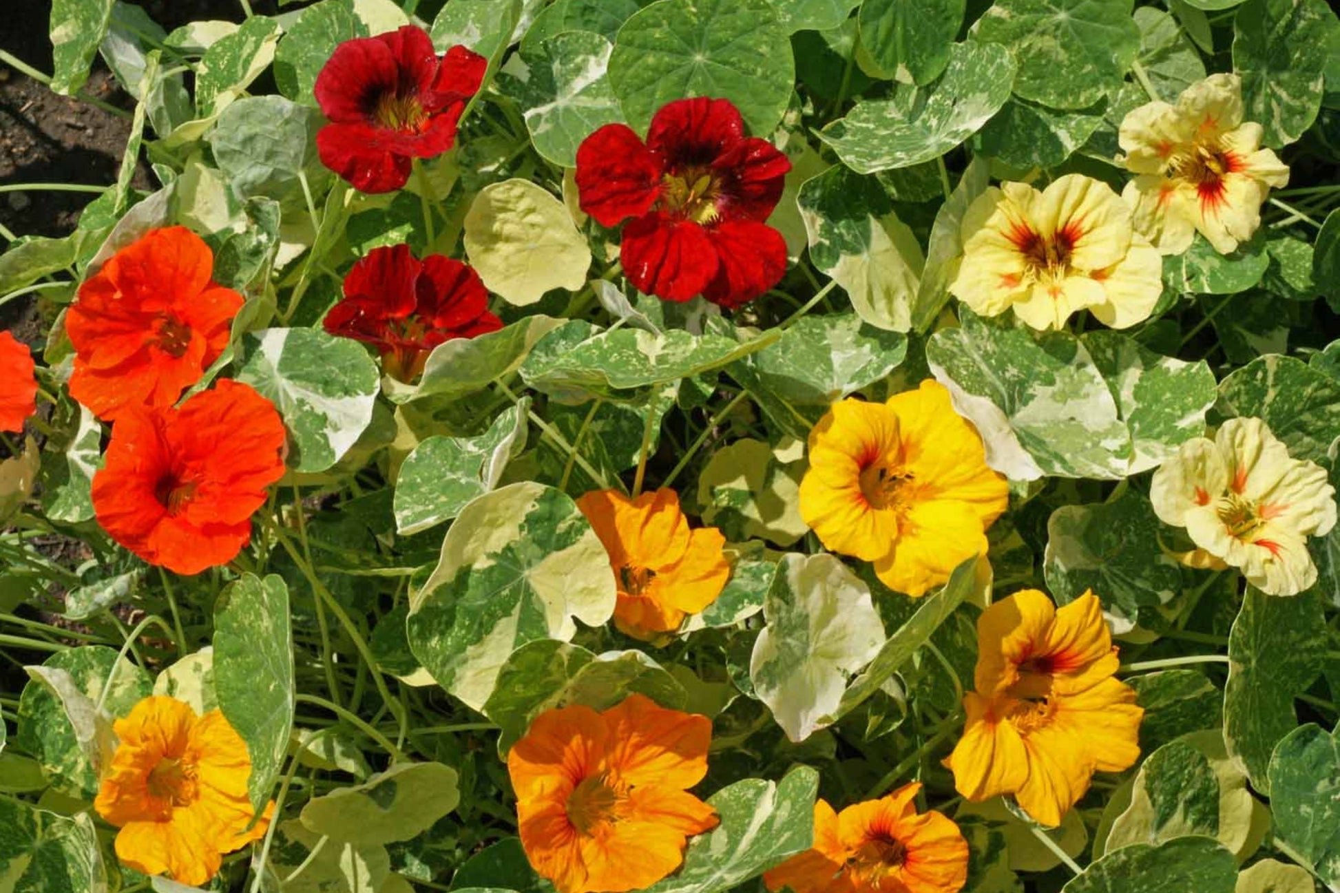 Nasturtium Seeds - Alaska Mix Edible Flowers & Leaves - Tropaeolum majus Non-GMO Heirloom Seeds for Gardens