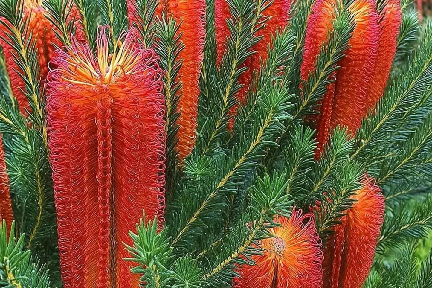 Banksia ericifolia Seeds - Lantern Fireworks "Little Eric" Rare Australian Tree Seeds, Bright Yellow Flowers, 10 Pack