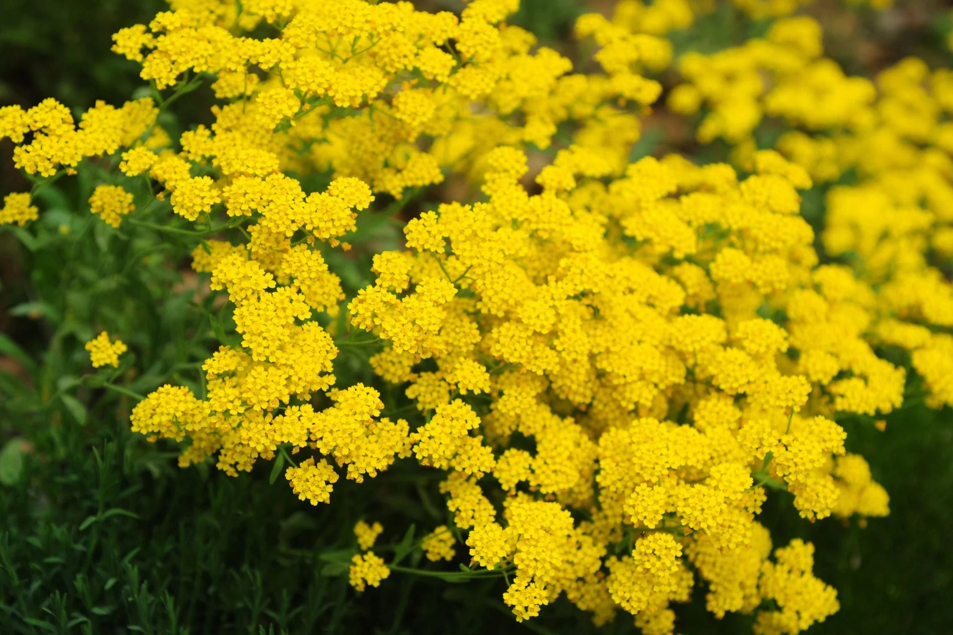 Basket Of Gold Alyssum Seeds, Groundcover, Golden Yellow Blooms, Aurinia saxatile, USDA Zones 3-9, Easy to Grow, Pollinator Attracting