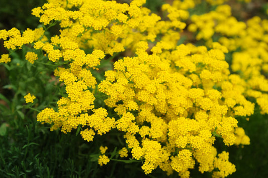 Basket Of Gold Alyssum Seeds, Groundcover, Golden Yellow Blooms, Aurinia saxatile, USDA Zones 3-9, Easy to Grow, Pollinator Attracting