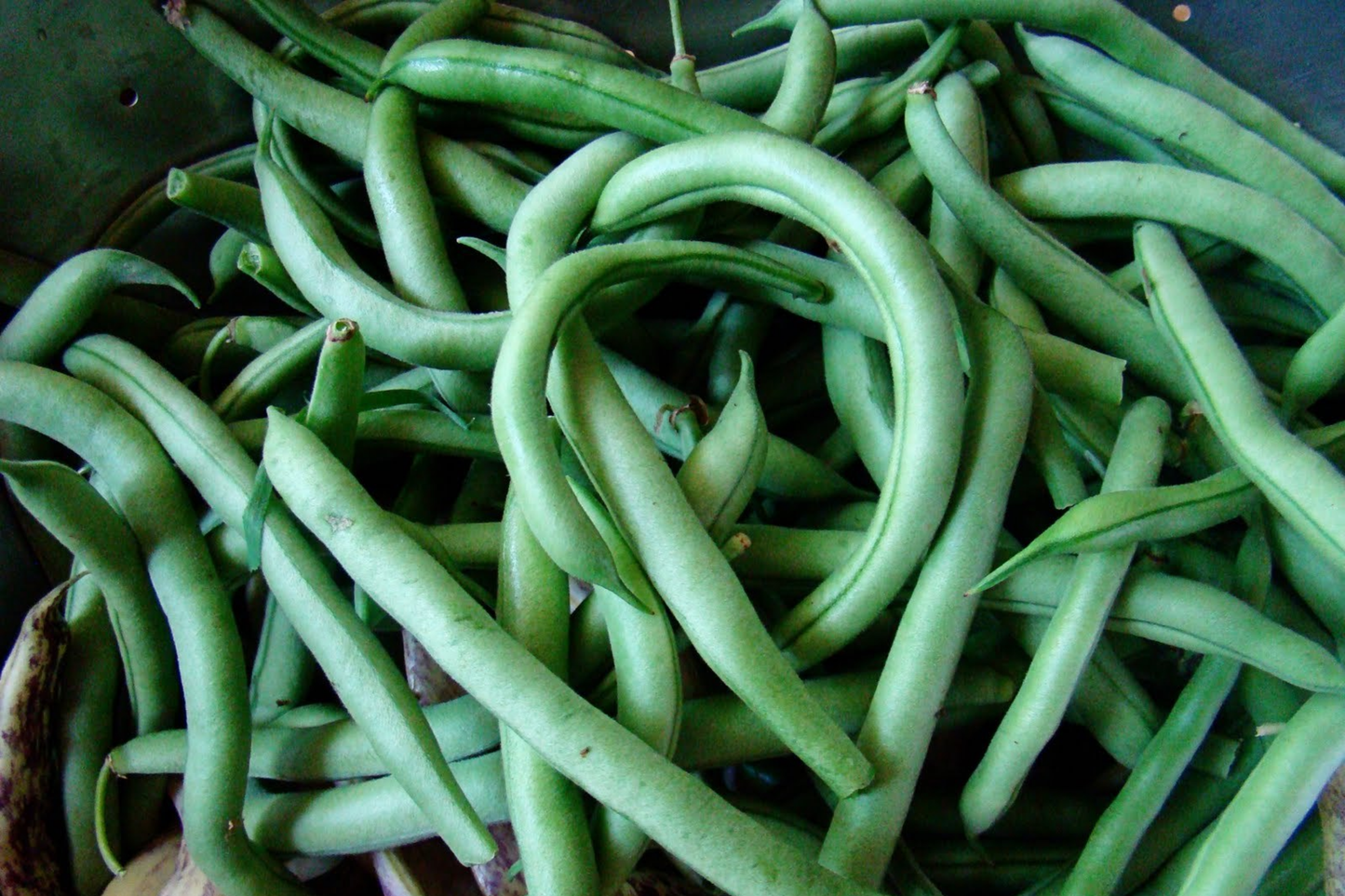 Blue Lake Pole Green Bean Seeds | Non-GMO Heirloom Phaseolus vulgaris | Climbing Vegetable Seeds for Garden & Containers