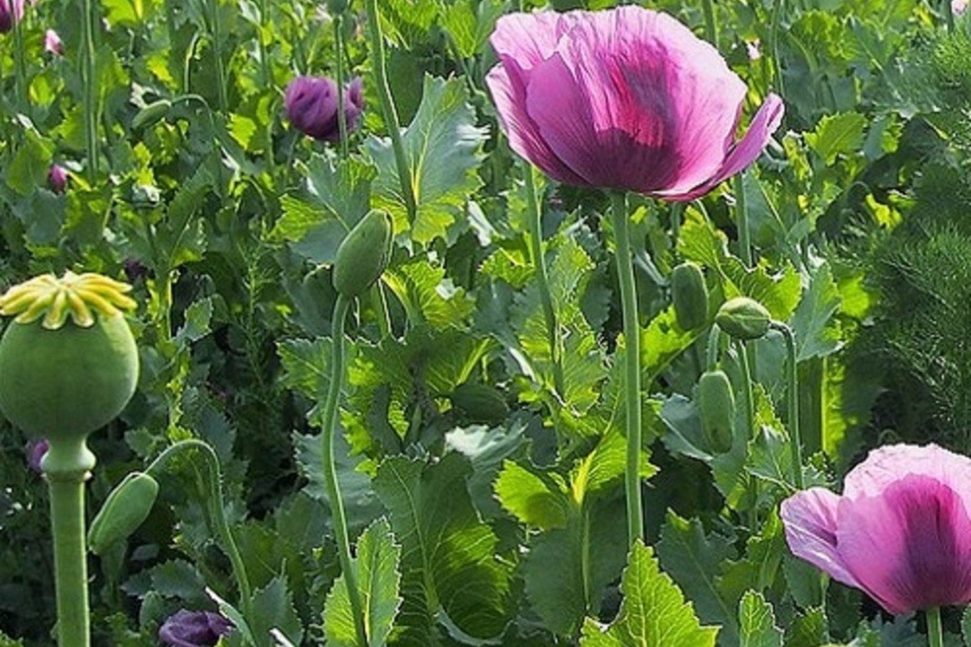 Organic Papaver Somniferum Poppy Seeds – 20,000 Seeds for Planting, Opium Poppy, Ornamental Garden, Floral Arrangement
