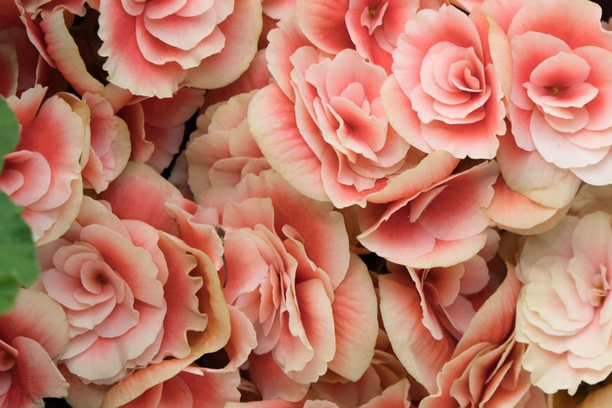Dreamscape Blend Begonia Seeds - Non-GMO Colorful Begonia Varieties, 45 or 125 Seeds