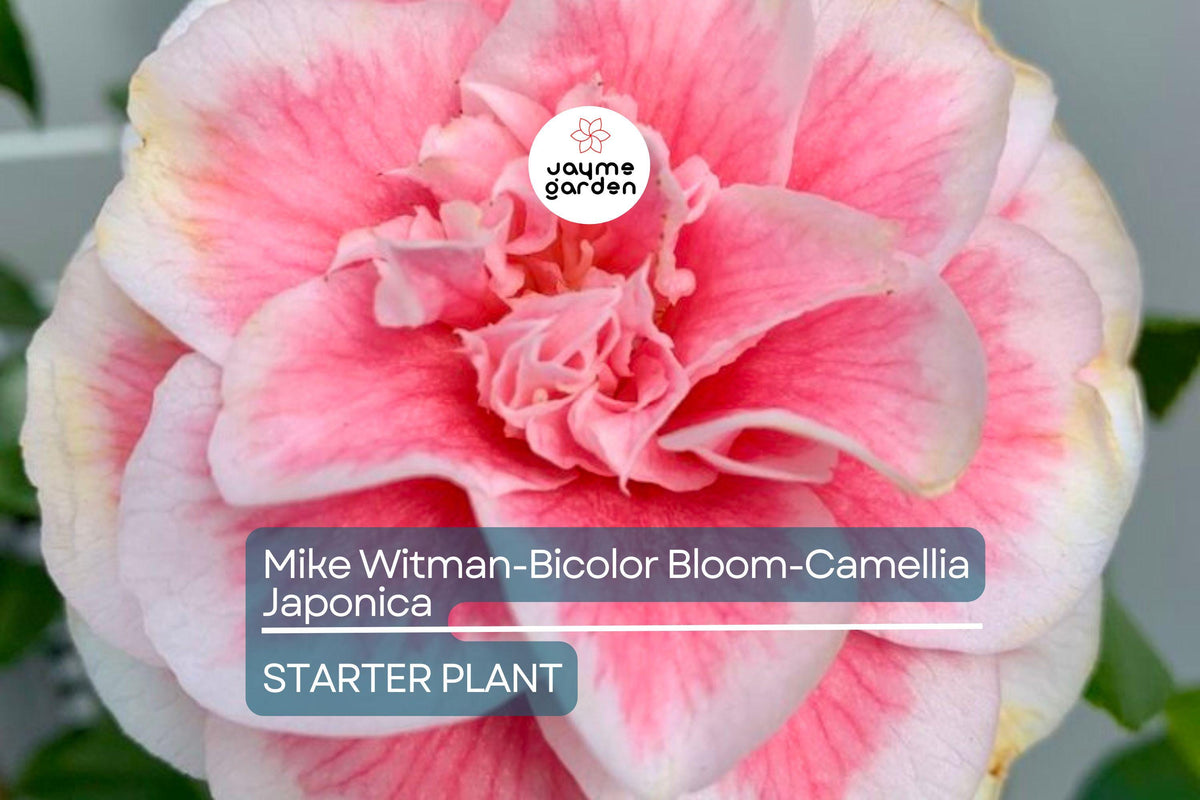 Rare Bicolor Camellia Japonica | Live Starter Plant | Pink Rose Blooms | Evergreen Shrub | USDA Zone 7-10 | All-Season Beauty