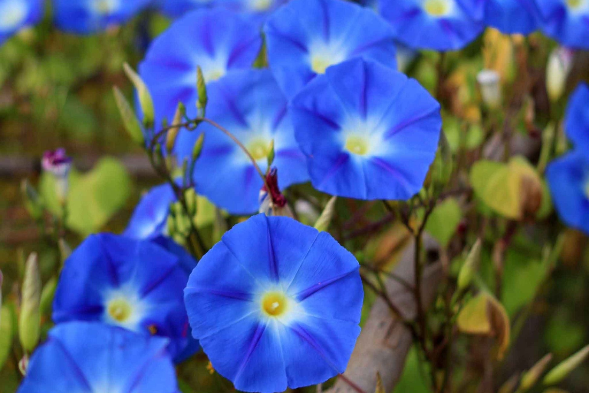 Heavenly Blue Morning Glory Seeds | 5" Blue Flowers | Ipomoea tricolor | Climbing Vine, Non-GMO Gardening Seeds