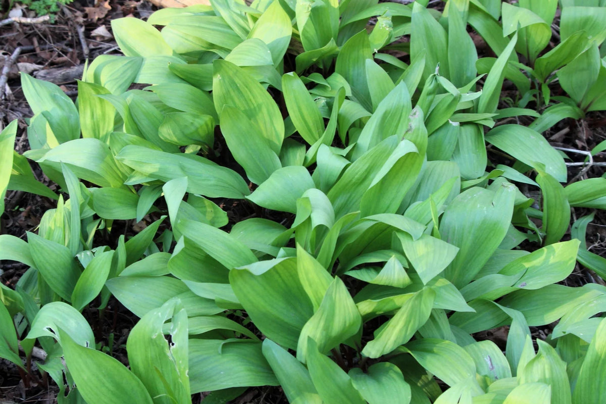 Wild Ramps Seeds - Allium tricoccum - Grow Wild Garlic & Wild Leek Plants