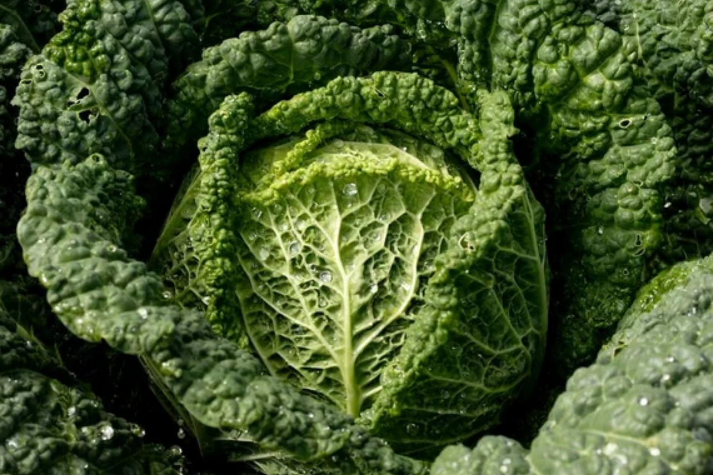 Savoy Cabbage Seeds - 400+ Non-GMO Heirloom Brassica oleracea Garden Seeds