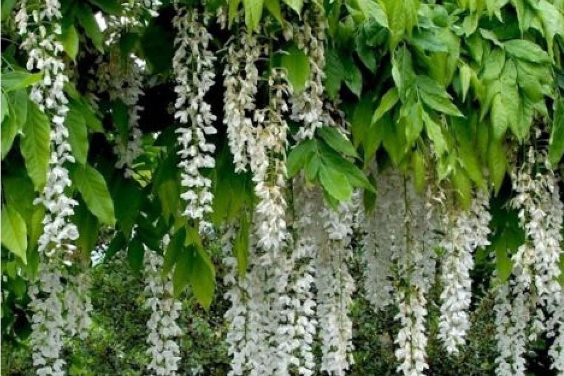 White Wisteria Seeds - Rare Hardy Climbing Vine Wisteria floribunda Alba for Garden, Trellises & Fences