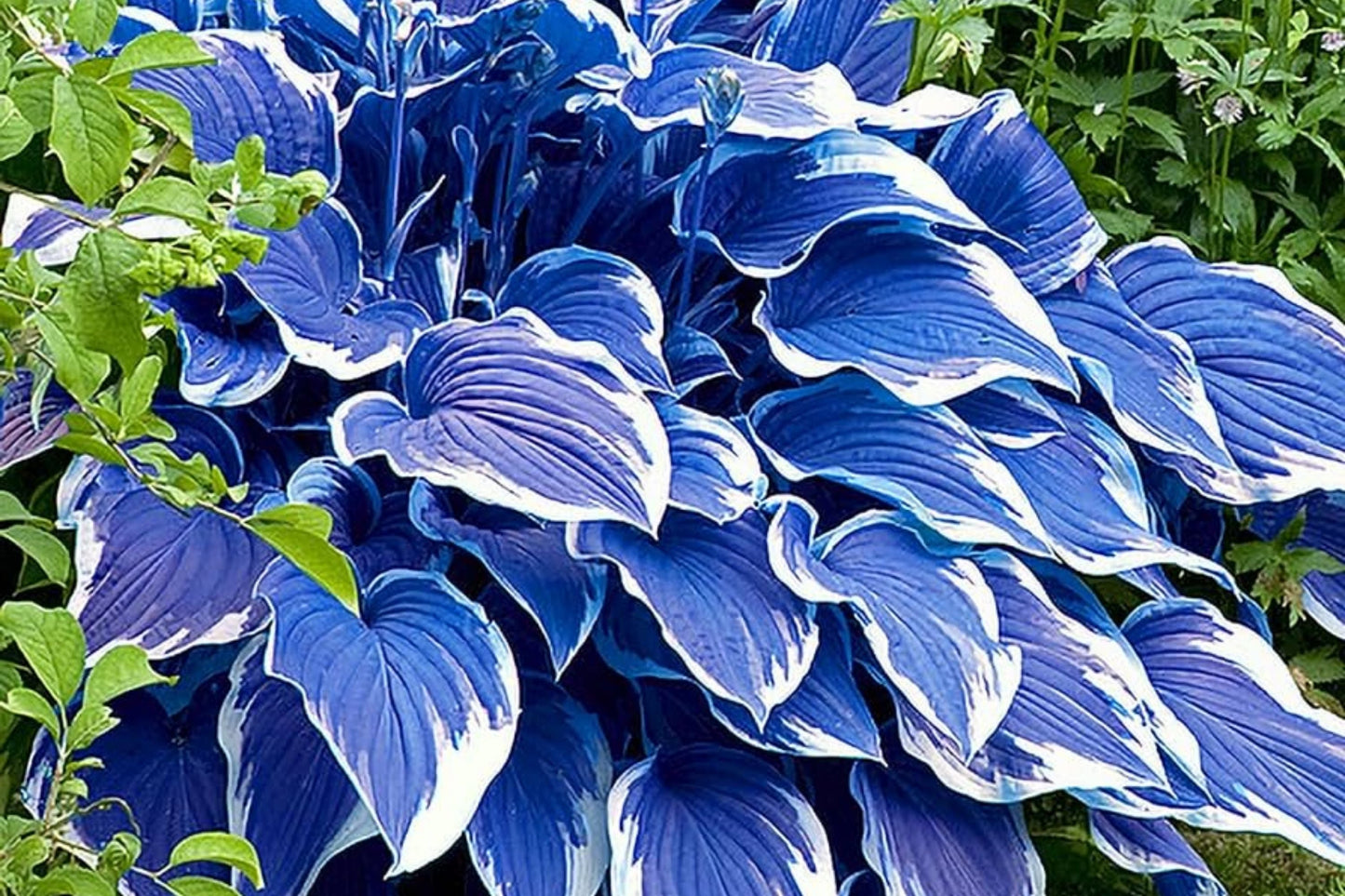 Rare Blue Purple Hosta Seeds - Perennial Shade Plant for Garden, 200 Pcs, Hosta spp.