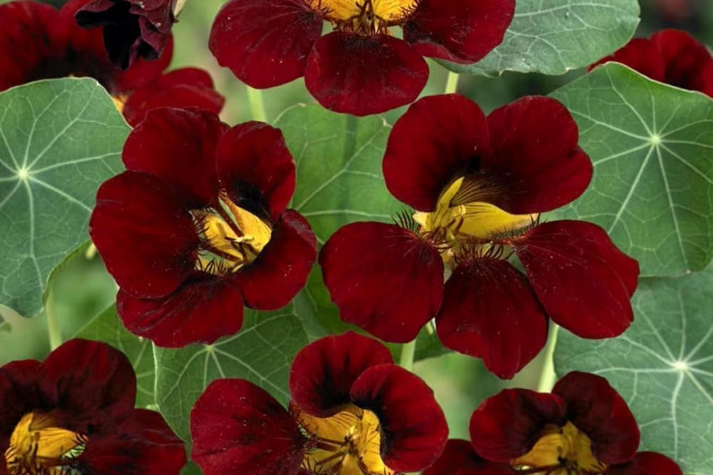 Black Velvet Nasturtium Seeds | Edible Flowers & Foliage | Tropaeolum majus | Heirloom Non-GMO Pack of 25