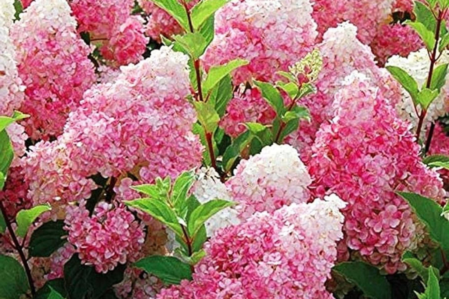 50+ Mix Perennial Vanilla Strawberry Hydrangea Seeds - Hydrangea paniculata for Garden Planting