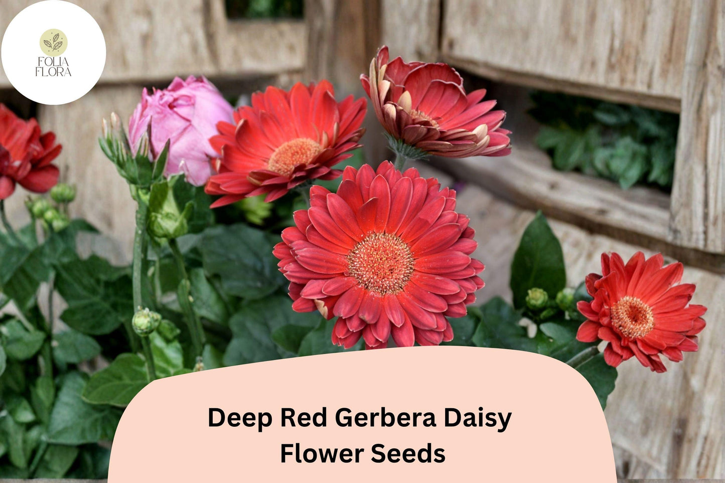200+ Deep Red Gerbera Daisy Seeds | Gerbera jamesonii | Bright Long-Lasting Cut Flowers