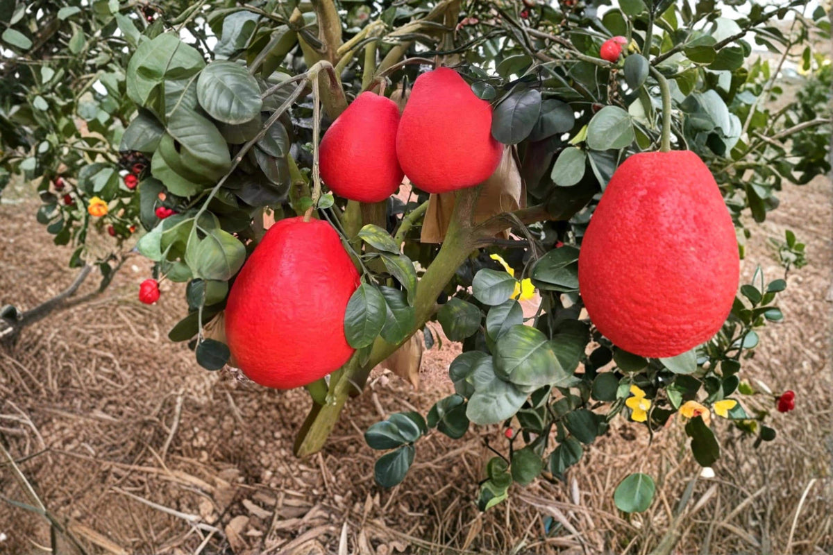 Red Pomelo Cuttings - 3 Unrooted Citrus Cuttings (Citrus paradisi) Chinese Grapefruit for Grafting and Rooting