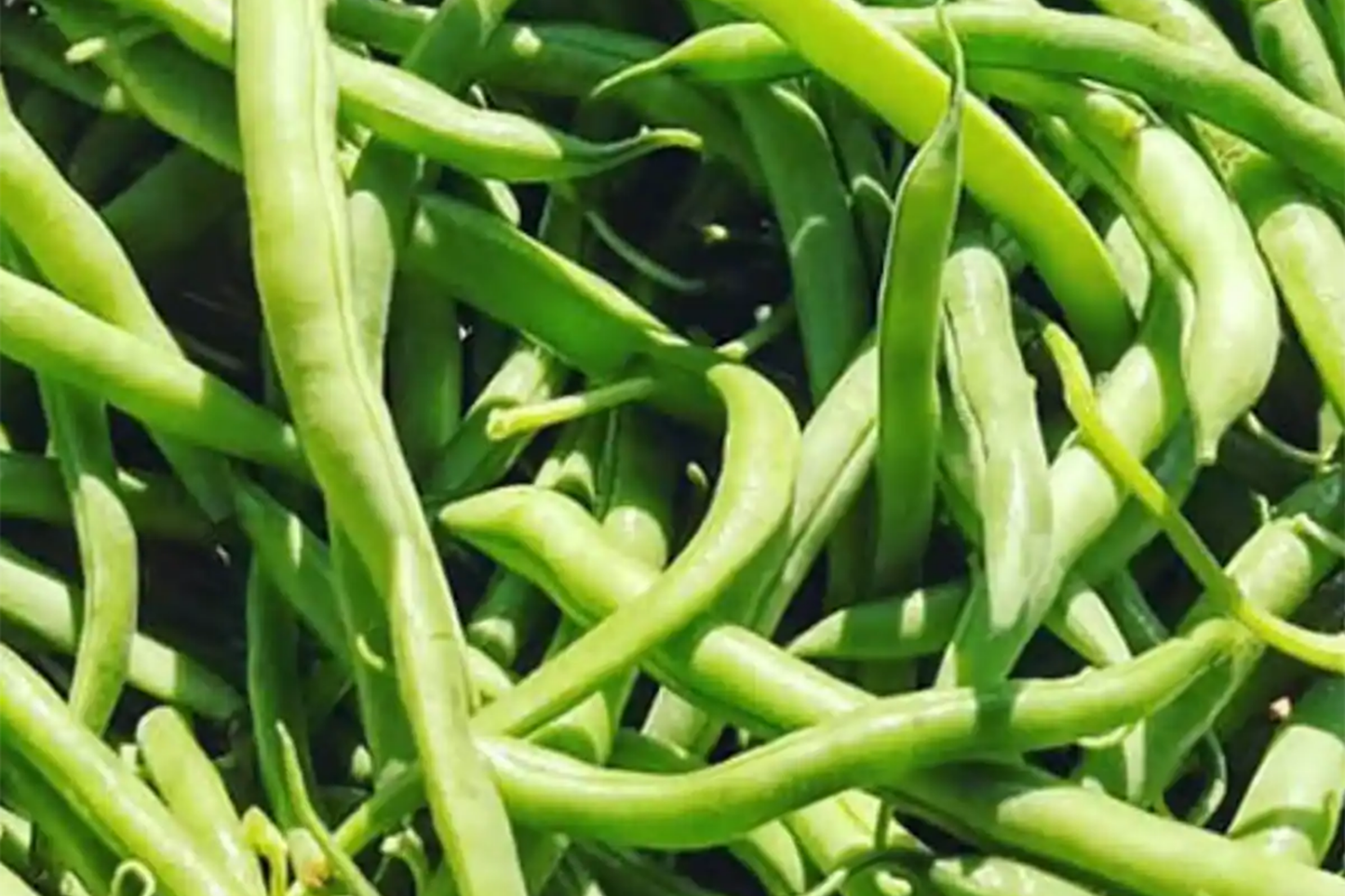Blue Lake Pole Bean Seeds - Non-GMO Bulk Vegetable Seeds for Climbing Vines - Phaseolus vulgaris