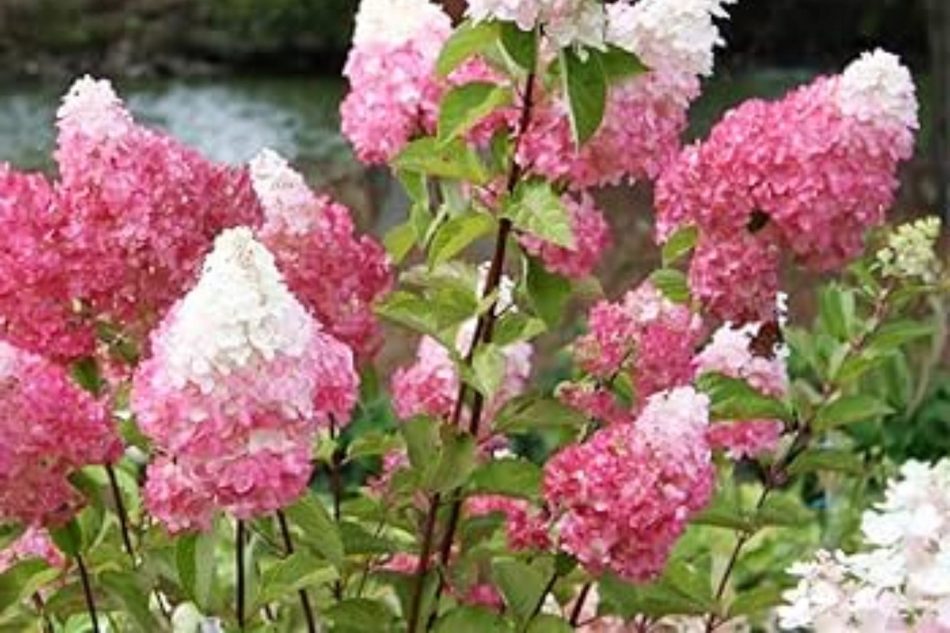 Blush Quill Hydrangea Seeds - Non-GMO Flower Seeds for Borders, Cut Flowers & Containers - Hydrangea quercifolia