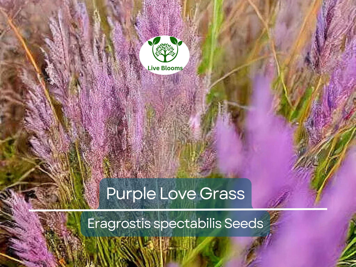 500 Purple Love Grass Seeds (Eragrostis spectabilis) | Hardy Ornamental Grass with Purple Blooms