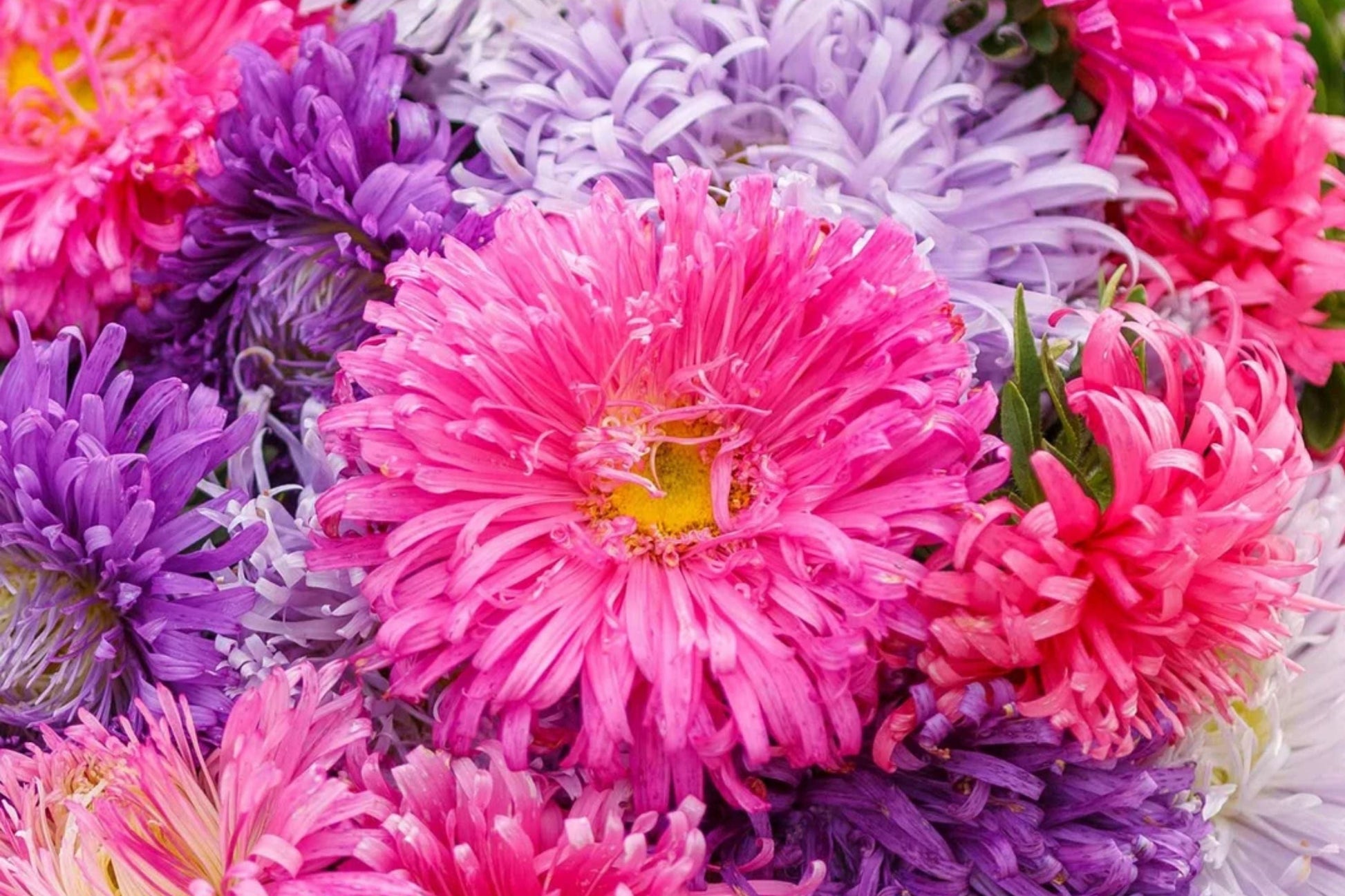 Giant California Aster Seeds | Non-GMO Aster chilensis Flower Seeds | Vibrant Purple & Blue Blooms, Garden Planting Supplies