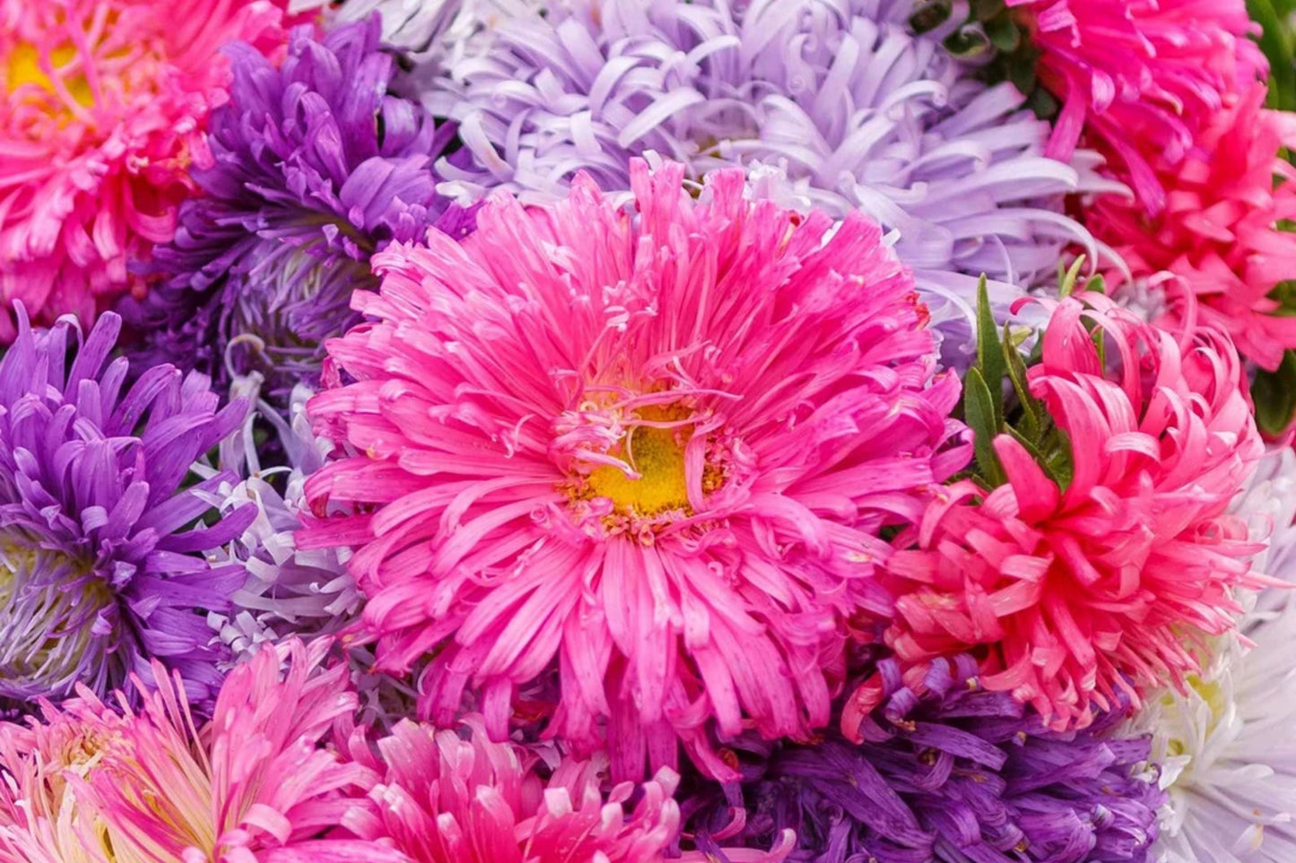 Giant California Aster Seeds | Non-GMO Aster chilensis for Vibrant Purple & Blue Blooms