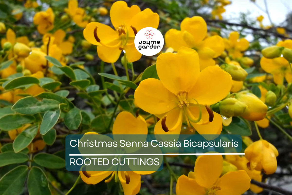 Christmas Senna Plant - 1 Rooted Plant, Cream Flowers, Butterfly Host - Cassia bicapsularis - Winter Blooming, Low Water Use