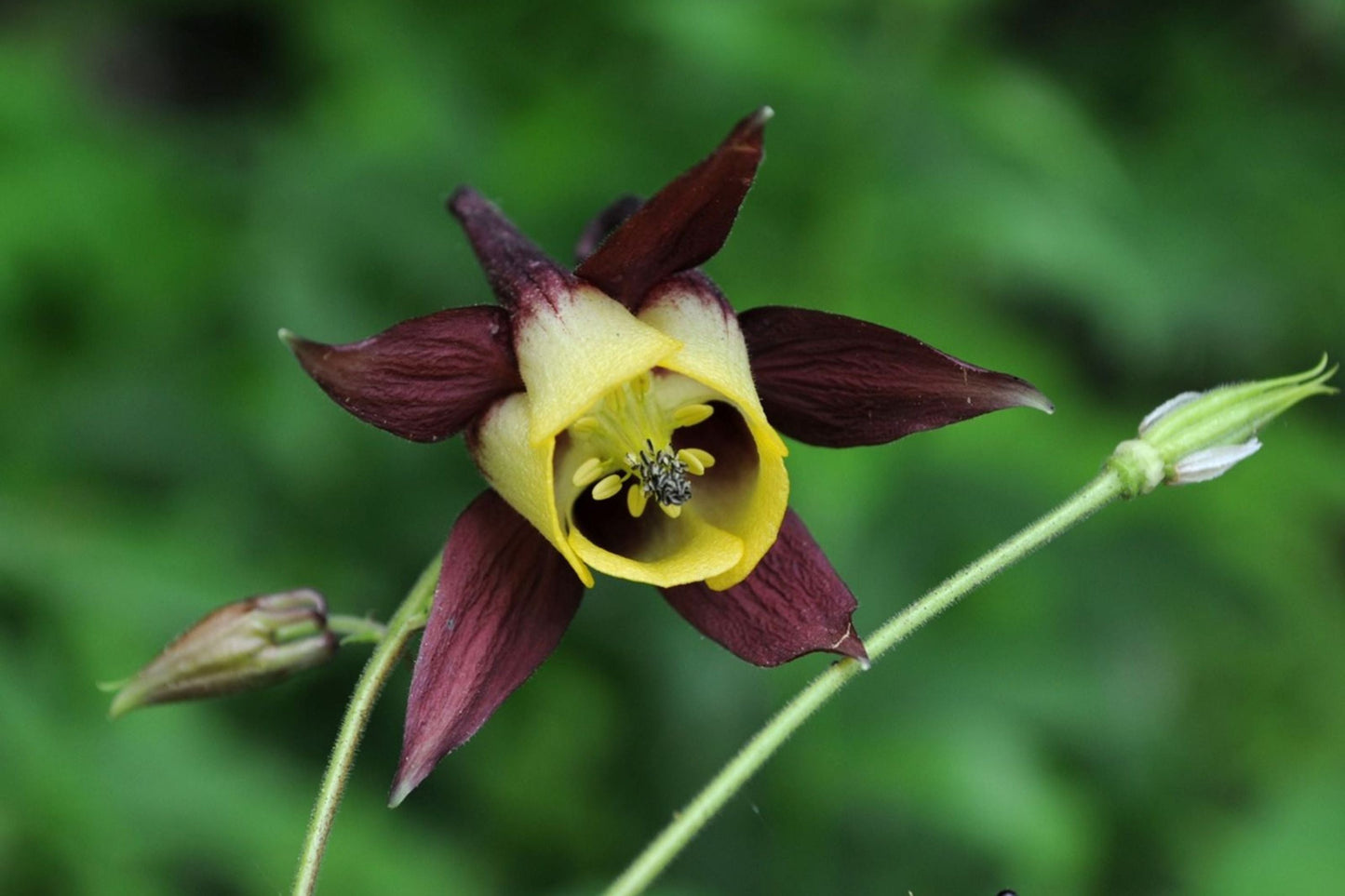 Oriental Columbine Seeds, Aquilegia oxysepala, Plum & Yellow Blooms, Pollinator Attracting, Drought Tolerant, USDA Zones 3-9