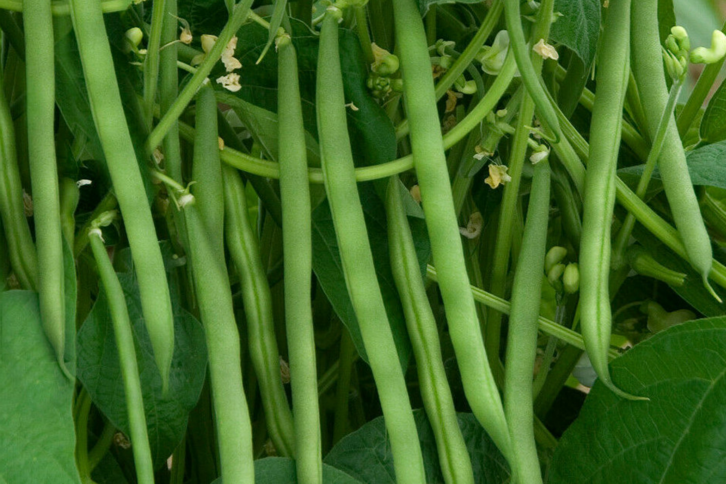 Yard Long Green Bean Seeds - Non-GMO, 40 Seeds, USA Grown
