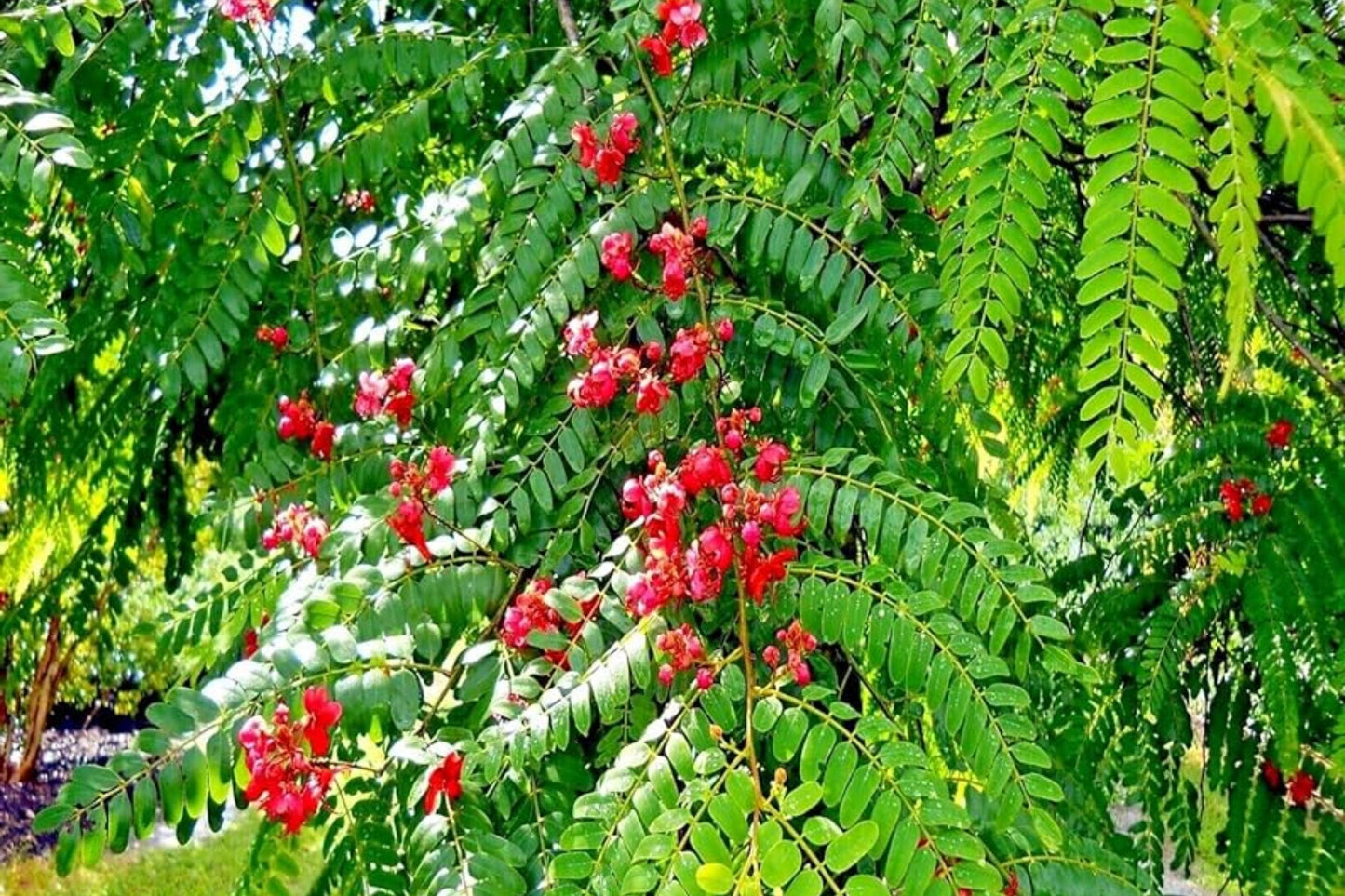 Red Shower Tree Seeds - Cassia Roxburghii Rose Cassia - Tropical Flowering Plant Seeds