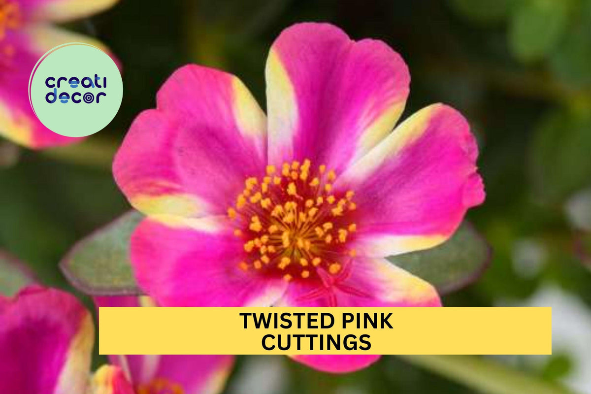 5 Twisted Pink Portulaca Cuttings – Easy Rooting Heat-Loving Groundcover Purslane