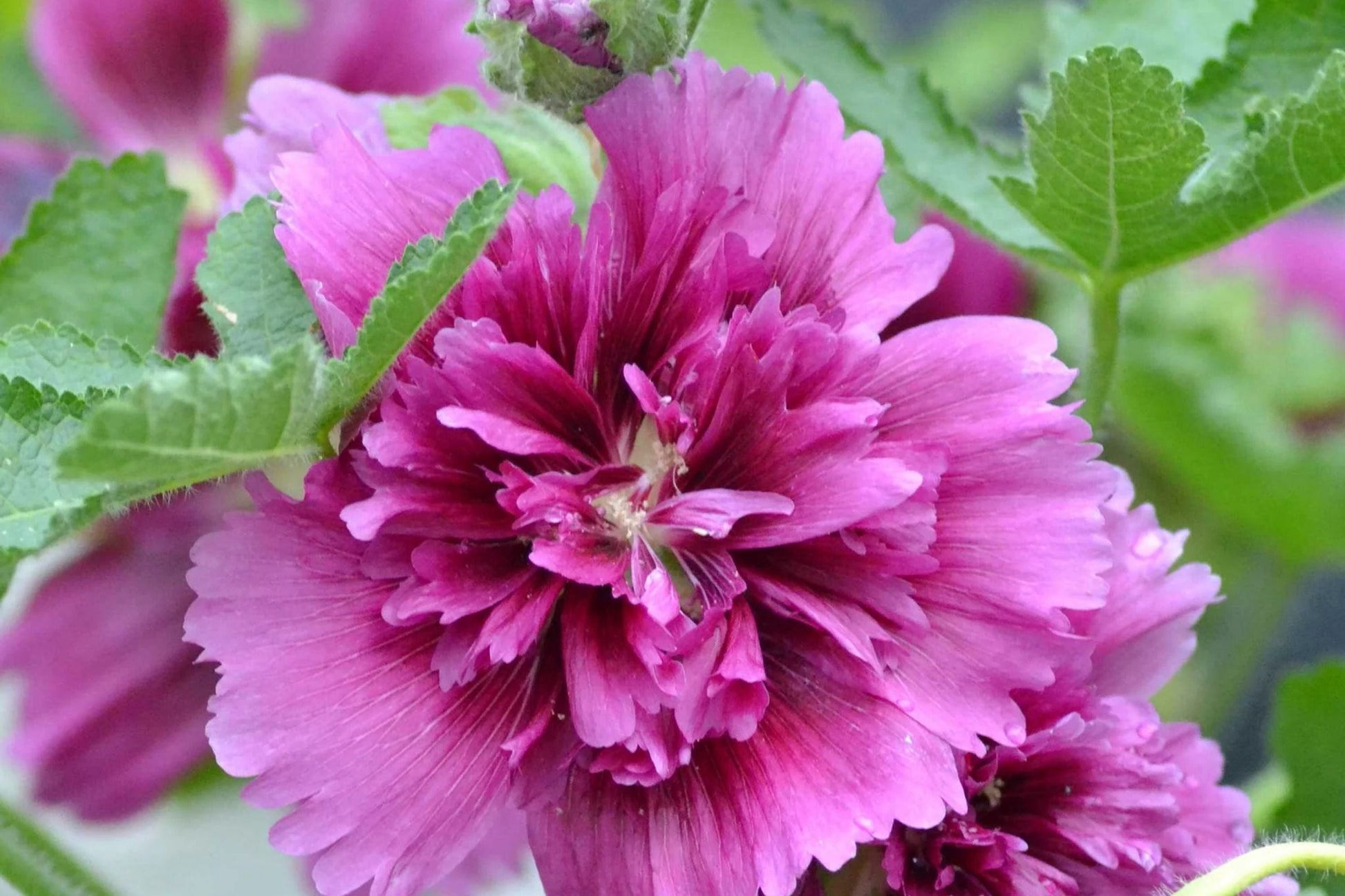 Hollyhock Seeds - Queeny Purple - Alcea rosea - Perennial Flower Seeds for Garden Borders & Cut Flowers