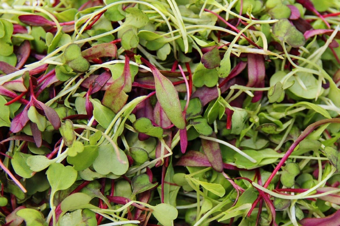 Basic Salad Mix Microgreen Seeds | Non-GMO Bulk Seeds | USA Grown Edible Greens