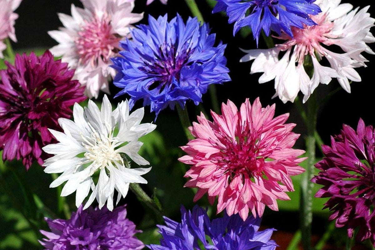 Bachelor Button Dwarf Polka Dot Mix Seeds - Non-GMO, Easy to Grow Flower Seeds for Garden