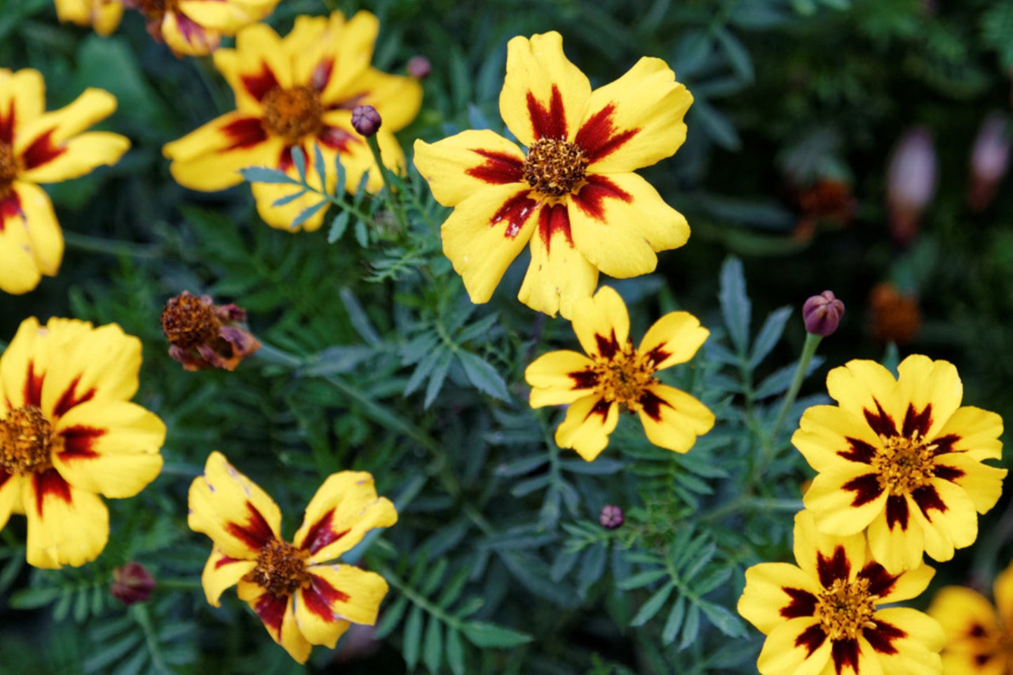 Dainty Marietta Dwarf Marigold Seeds - Tagetes patula Heirloom Non-GMO Flower Seeds - Compact, Vibrant Orange & Yellow Blooms