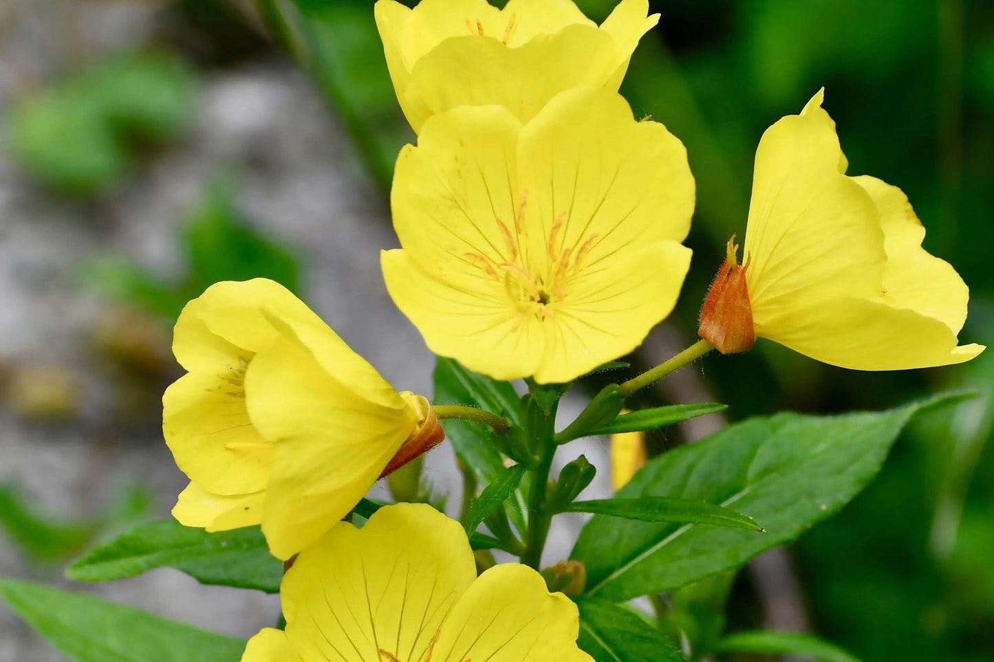 Yellow Common Evening Primrose Seeds | Non-GMO Oenothera biennis for Garden Borders & Meadows
