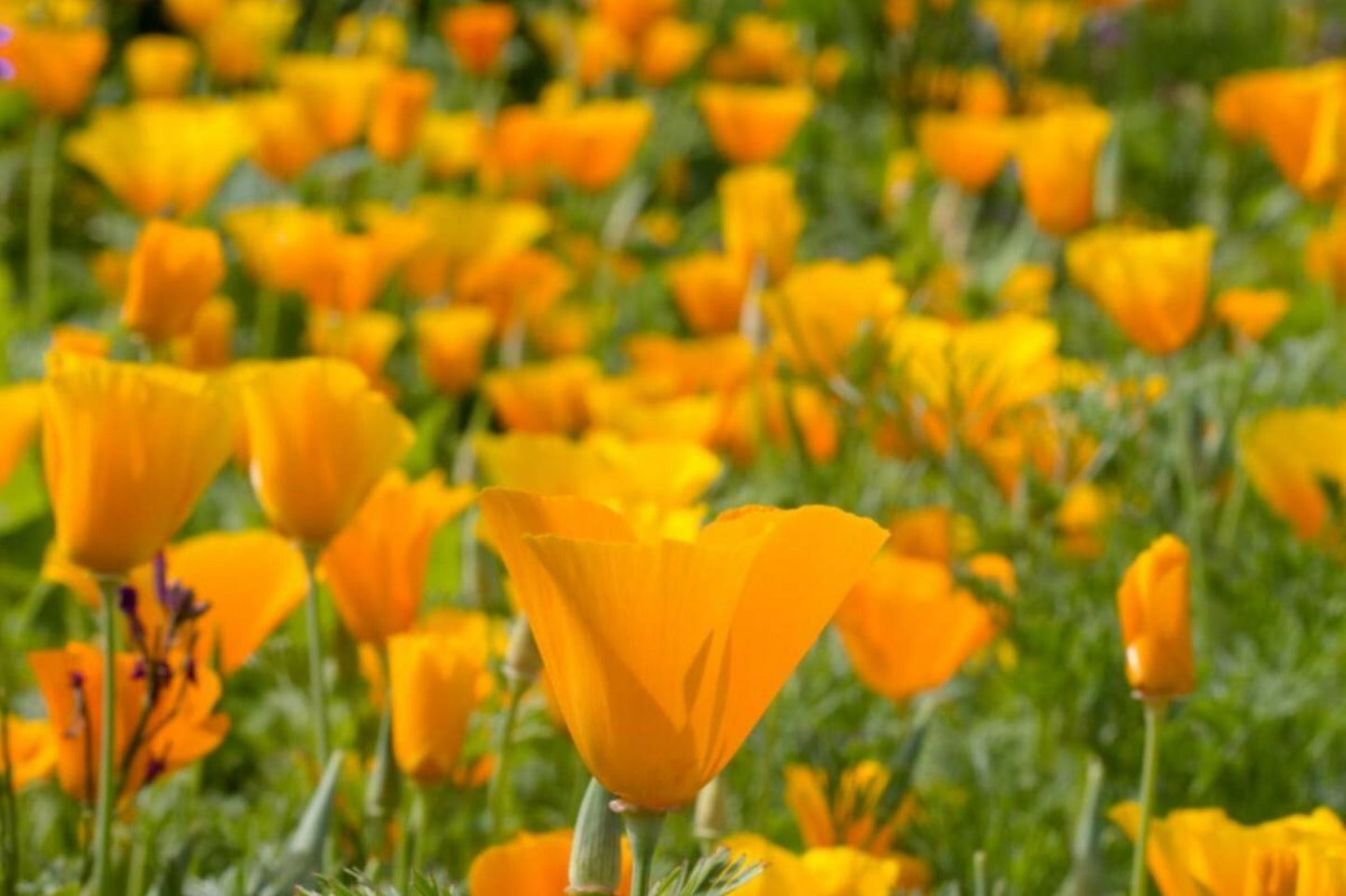 California Poppy Seeds | Non-GMO Orange Flower Seeds | Eschscholzia californica