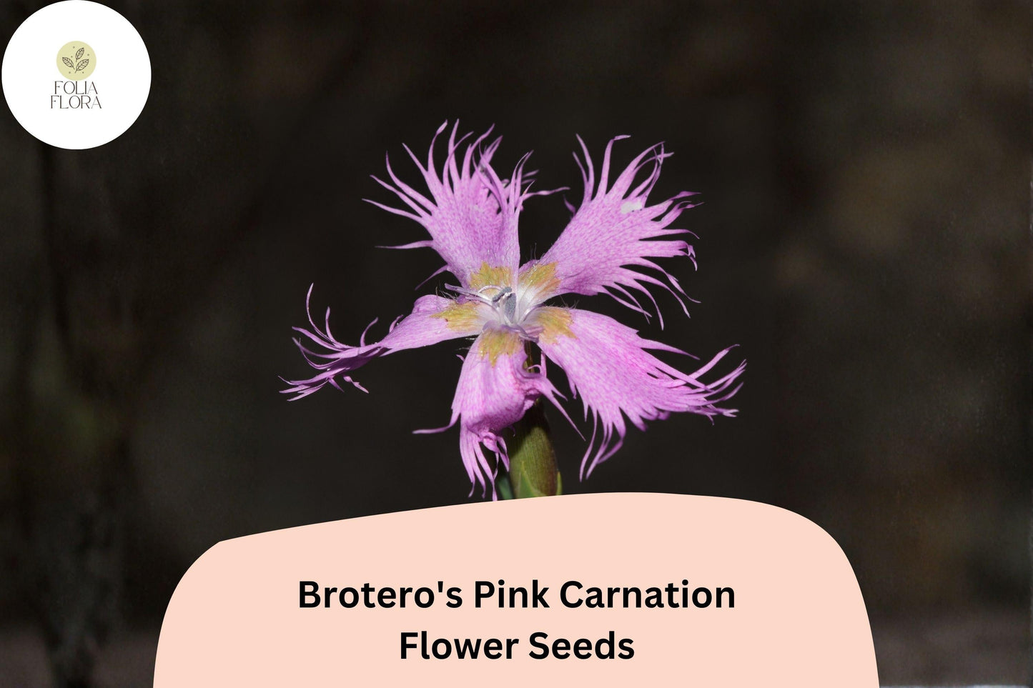 200+ Brotero's Pink Carnation Seeds | Dianthus broteri | Fragrant Pink Perennial Flowers for Full Sun Gardens