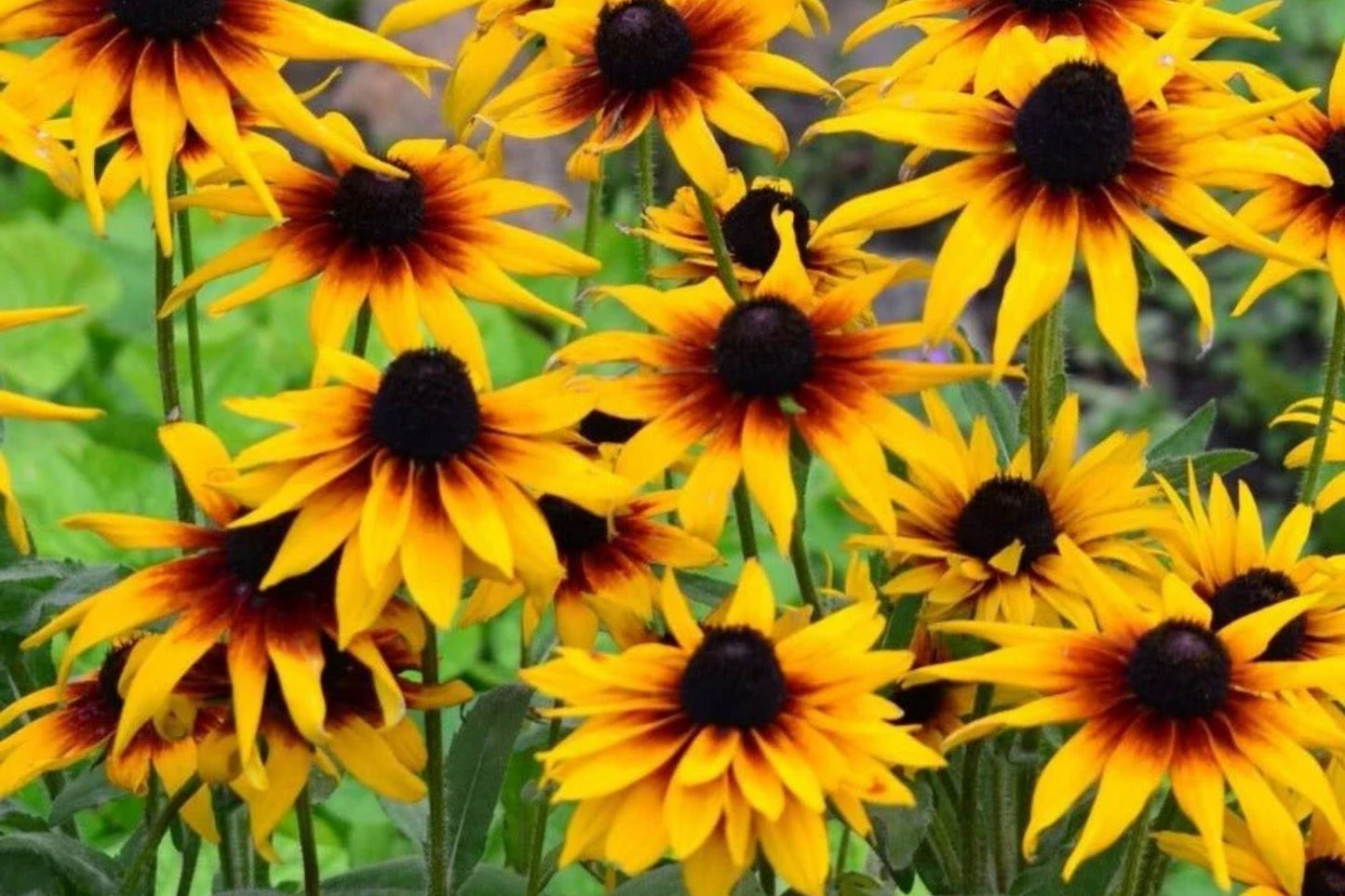 Gloriosa Daisy Seeds | Black Eyed Susan | Rudbeckia Hirta Flower Seeds