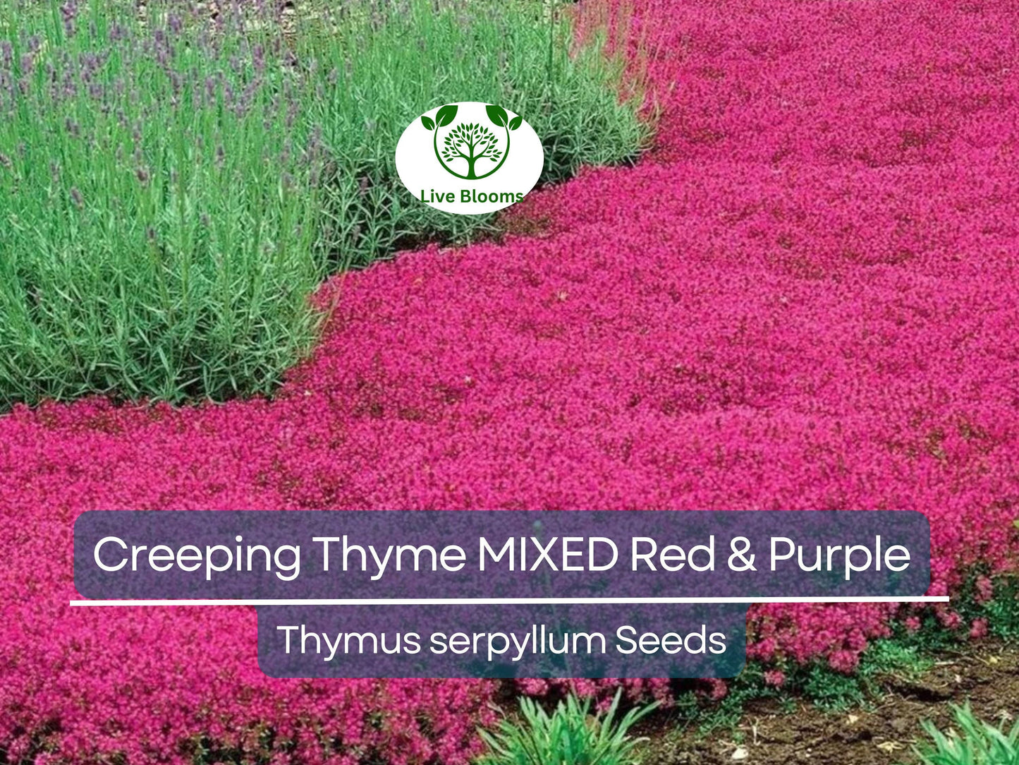 500 Seeds Creeping Thyme Mixed Red & Purple - Non-GMO Perennial Ground Cover, Drought-Tolerant, Low Maintenance