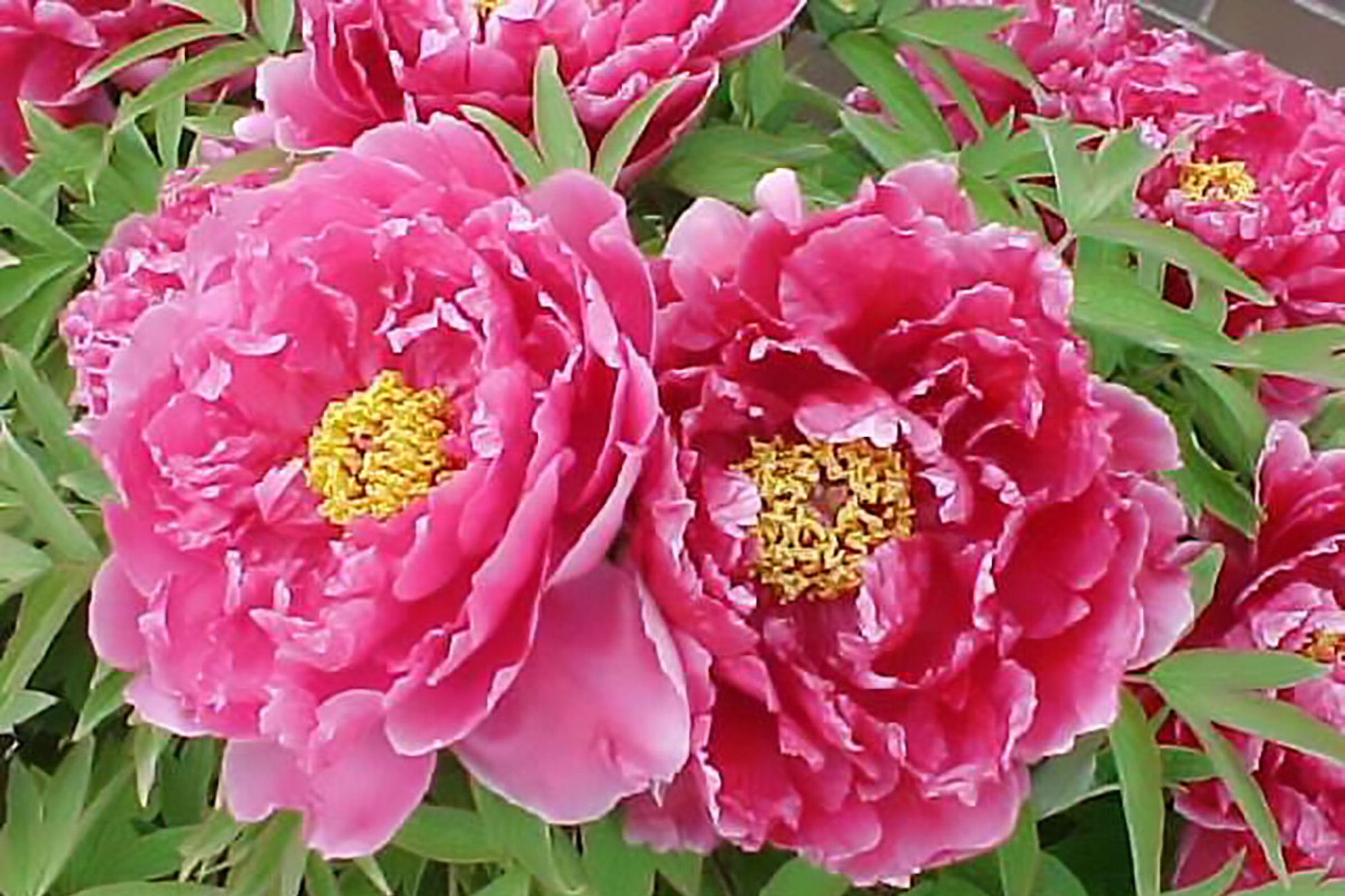 Tree Peony Seeds, Hardy Varietal with Showy Flowers, Paeonia suffruticosa, Perennial Garden Flower Seeds