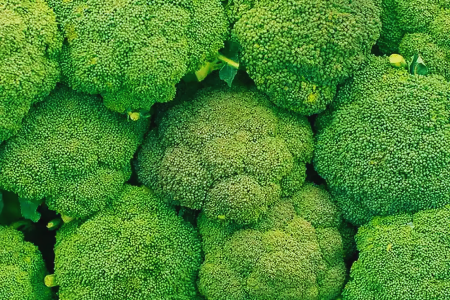 Non-GMO Heirloom Broccoli Seeds Packet of 100 | Brassica oleracea var. italica | Vegetable Garden Seeds