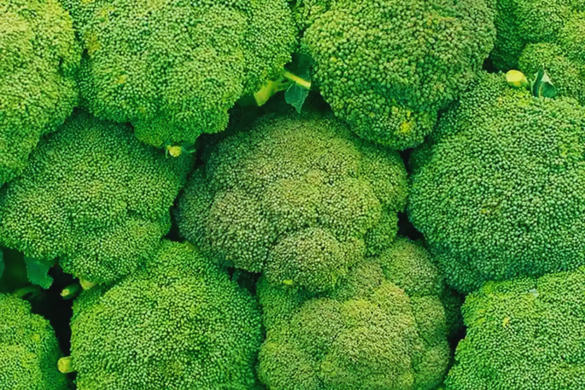 Non-GMO Heirloom Broccoli Seeds Packet of 100 | Brassica oleracea var. italica | Vegetable Garden Seeds