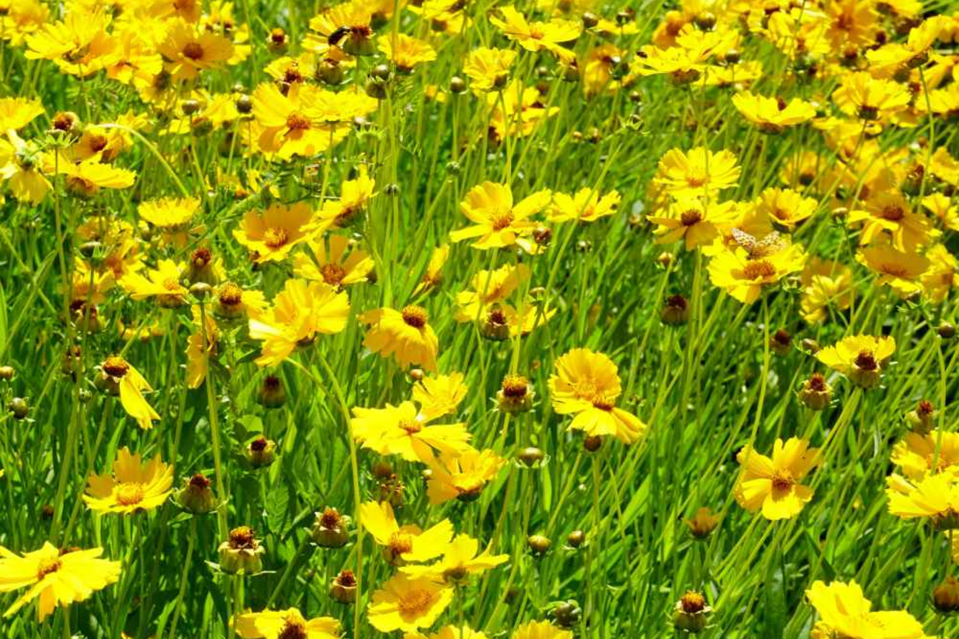 Lance Leaf Coreopsis Seeds - Non-GMO Flower Seeds for Garden - Coreopsis lanceolata, Bright Yellow Blooms