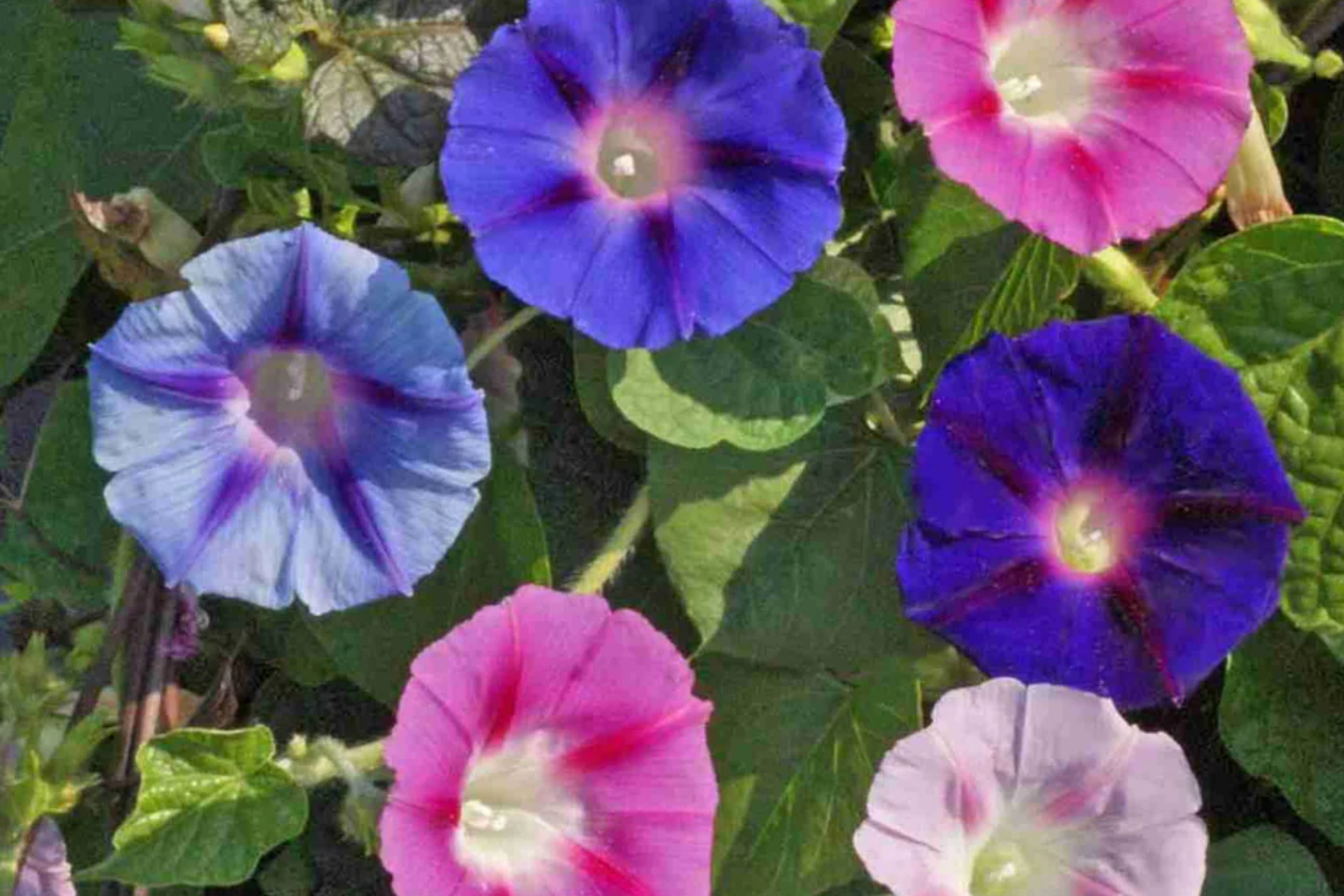 Morning Glory Climbing Vine Seeds - 100 Pack, Colorful Flowers, Ipomoea purpurea, Fast-Growing Climber for Gardens & Fences