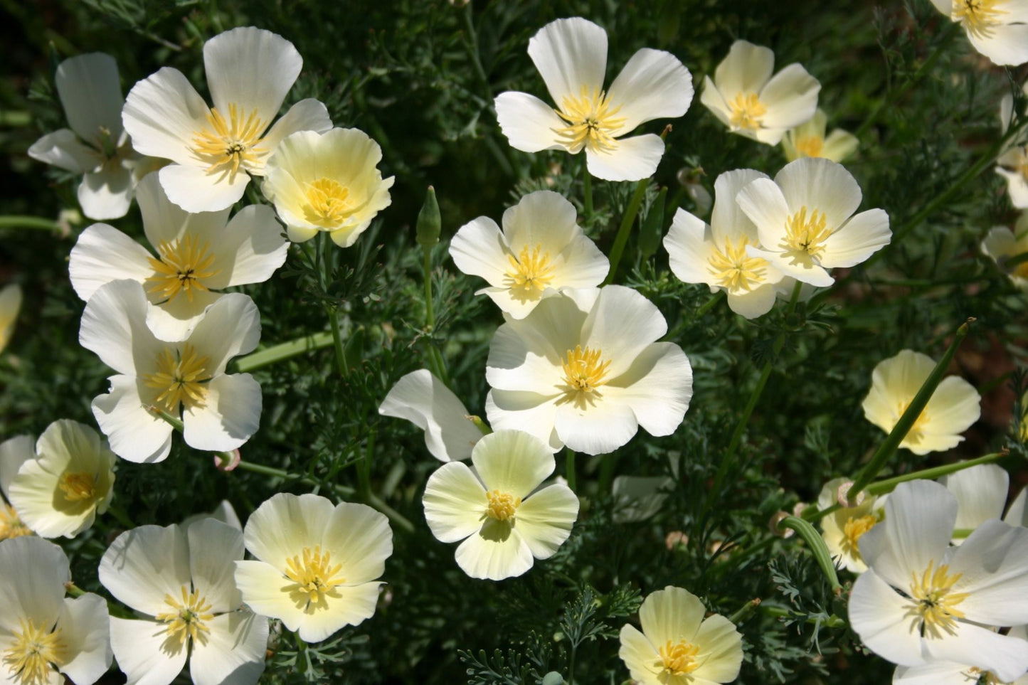 White Linen California Poppy Seeds, Eschscholzia californica, White Blooms, Drought Tolerant, Pollinator-Friendly, Wildflower Seeds