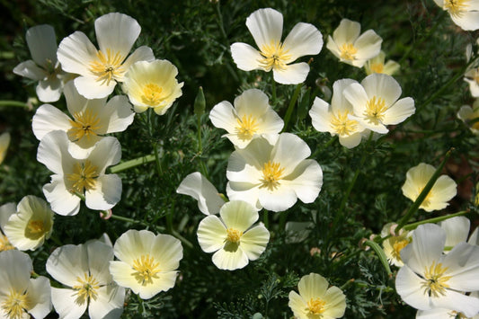 White Linen California Poppy Seeds, Eschscholzia californica, White Blooms, Drought Tolerant, Pollinator-Friendly, Wildflower Seeds