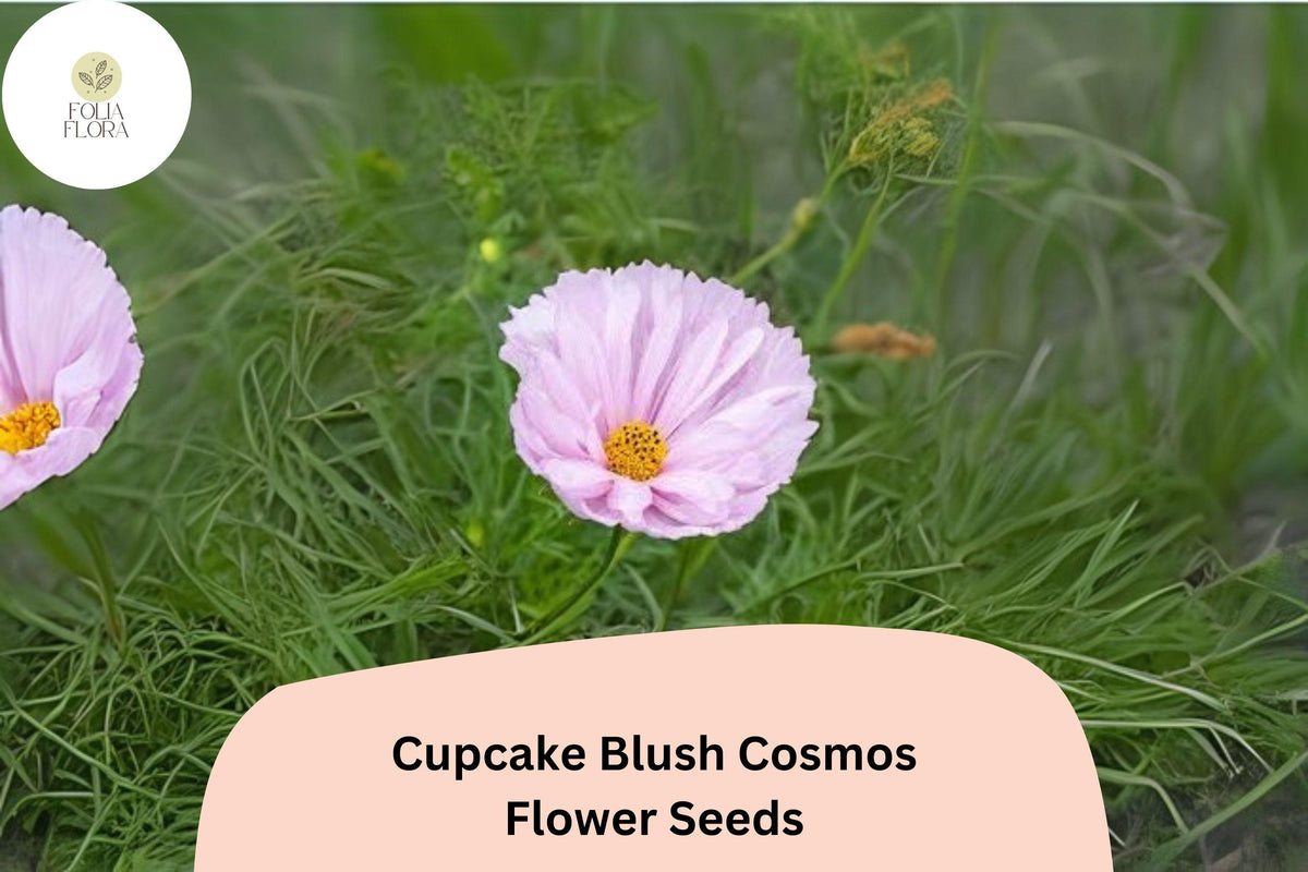Cupcake Blush Cosmos Seeds | 200+ Soft Pink Annual Flower Seeds | Cosmos Bipinnatus for Pollinator Gardens