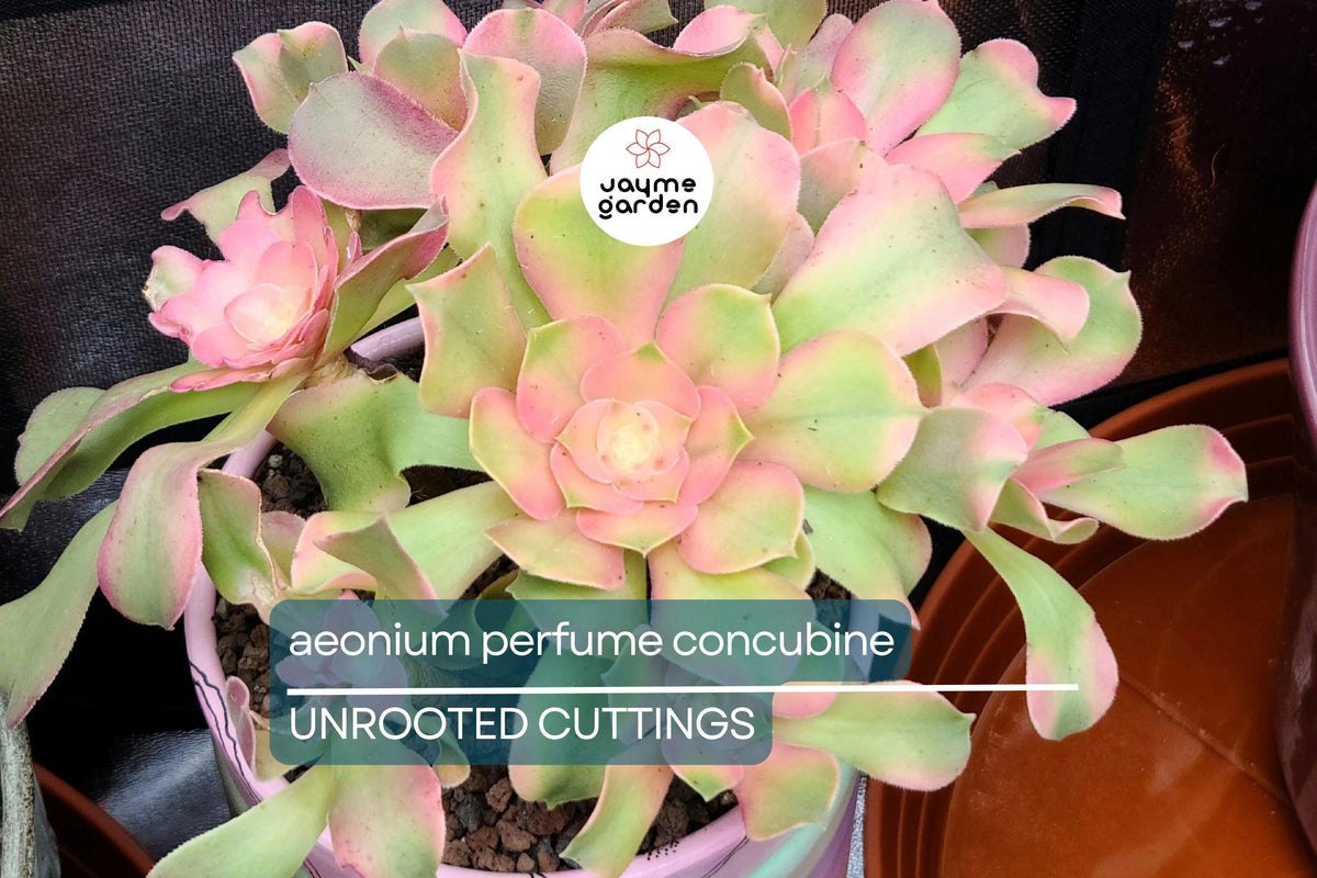 Fresh Aeonium Cutting | 2.5-Inch Rosette | Perfume Concubine Variety | Aeonium Hybrid | Unique Collector Succulent Plant