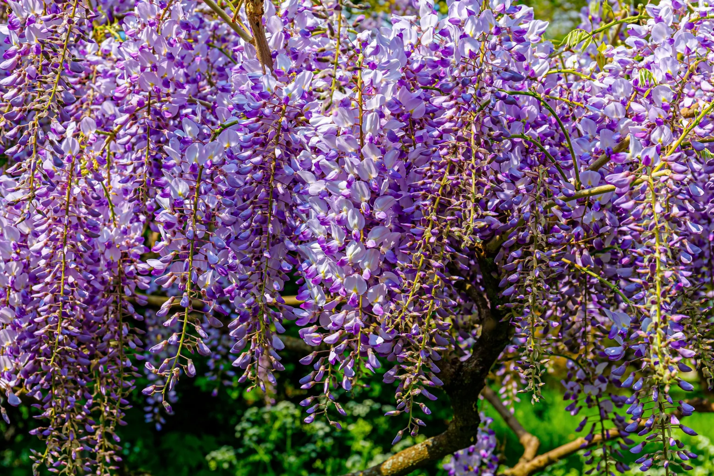 Blue Chinese Wisteria Seeds - Wisteria sinensis Climbing Plant for Garden, Trellis, Arbors, 2025 Planting