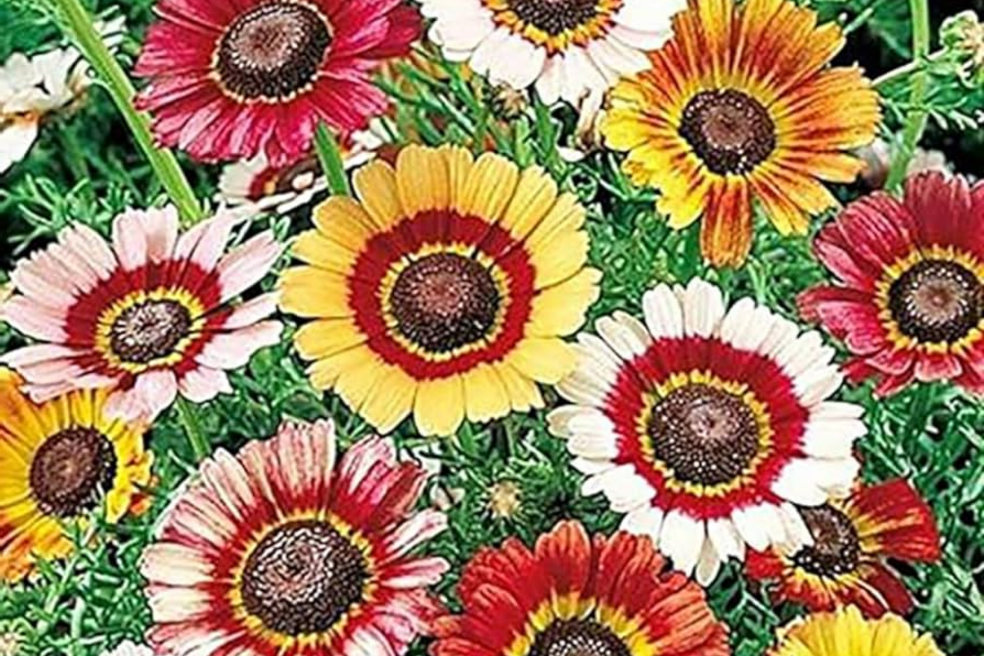 Painted Daisy Seeds - Heirloom Non-GMO Flower Seeds - Bright Color Mix - Tanacetum corymbosum