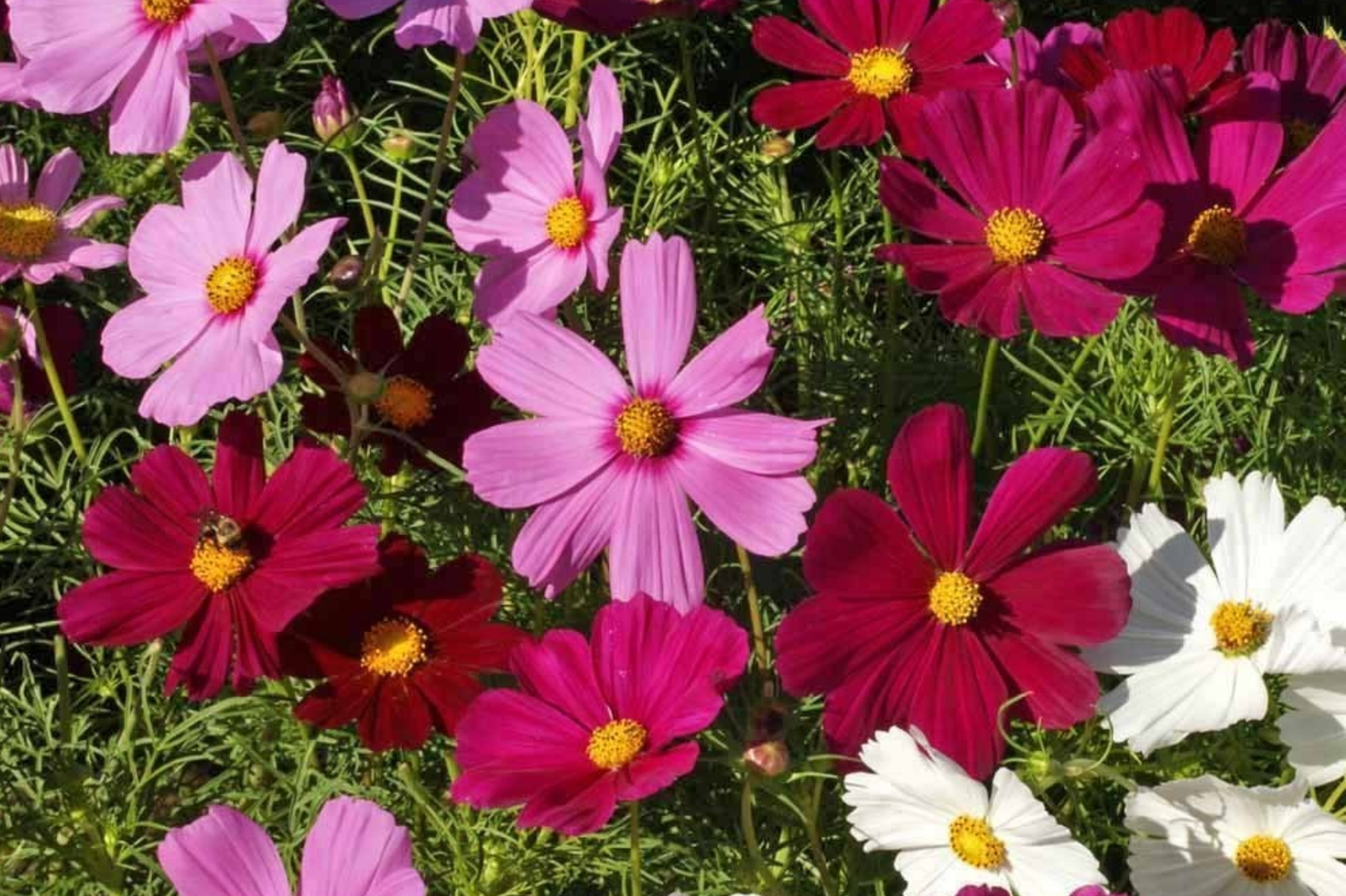 Dwarf Cosmos Seed Mix – Compact Annual Flowers for Borders & Containers – Cosmos bipinnatus