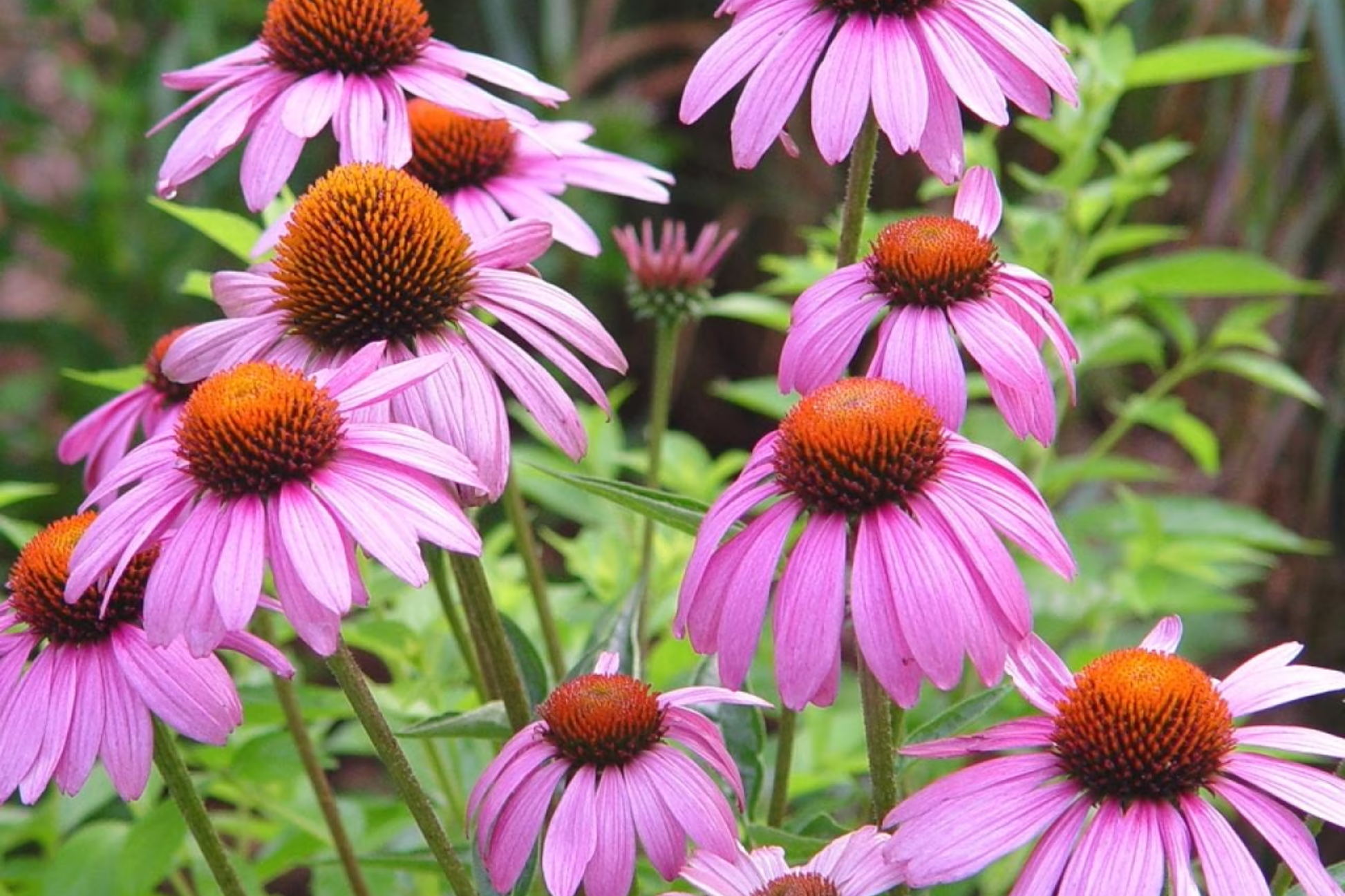 Purple Coneflower Seeds - Echinacea purpurea - Perennial Garden Flower for Pollinators